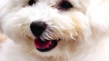 Tüylü beyaz bir köpeğin yüzüne yakın plan, burnu ve ağzında vurgu var. Köpeğin siyah bir burnu, hafif açık bir ağzı, açık pembe bir dili ve yumuşak, kıvırcık kürkünün çoğunu kaplayan bir kürkü vardır. 