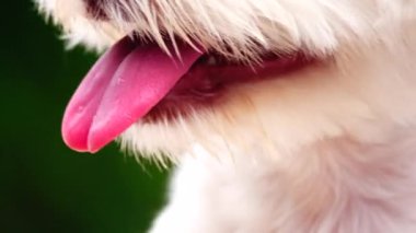 Tüylü beyaz bir köpeğin yüzüne yakın plan, burnu ve ağzında vurgu var. Köpeğin siyah bir burnu, hafif açık bir ağzı, açık pembe bir dili ve yumuşak, kıvırcık kürkünün çoğunu kaplayan bir kürkü vardır. 