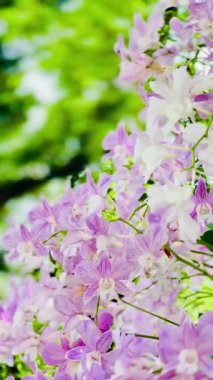 Güzel bir soluk mor ve beyaz orkideler kümesi tam çiçeklenmiş. Yaprakların yumuşak mor damarları vardır, her çiçeğe karmaşık bir detay ve doku verir. Arka plan gölgelerle bulanık. 