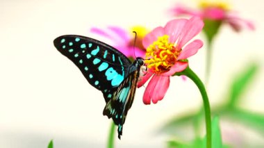 Bahçe bahçesinde Tayland kelebeği yaz çiçeği ve kelebek çiçeği kelebeği