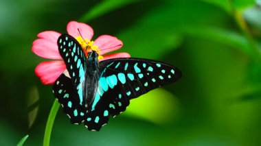 Bahçe bahçesinde Tayland kelebeği yaz çiçeği ve kelebek çiçeği kelebeği