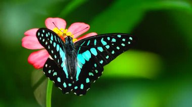 Bahçe bahçesinde Tayland kelebeği yaz çiçeği ve kelebek çiçeği kelebeği