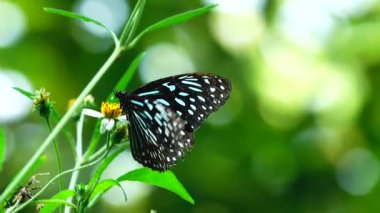 Bahçe bahçesinde Tayland kelebeği yaz çiçeği ve kelebek çiçeği kelebeği