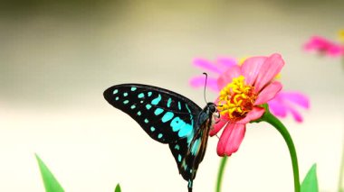 Bahçe bahçesinde Tayland kelebeği yaz çiçeği ve kelebek çiçeği kelebeği