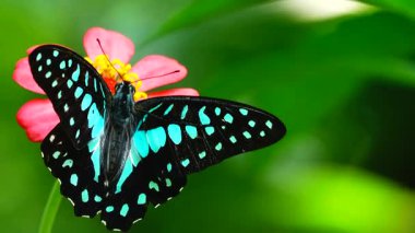 Bahçe bahçesinde Tayland kelebeği yaz çiçeği ve kelebek çiçeği kelebeği