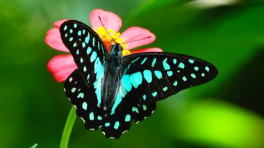 Bahçe bahçesinde Tayland kelebeği yaz çiçeği ve kelebek çiçeği kelebeği