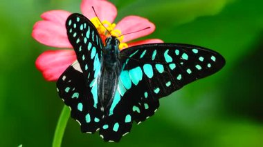 Bahçe bahçesinde Tayland kelebeği yaz çiçeği ve kelebek çiçeği kelebeği