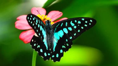 Bahçe bahçesinde Tayland kelebeği yaz çiçeği ve kelebek çiçeği kelebeği