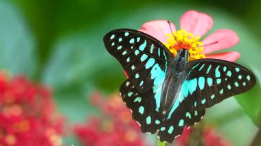 Bahçe bahçesinde Tayland kelebeği yaz çiçeği ve kelebek çiçeği kelebeği