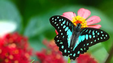 Bahçe bahçesinde Tayland kelebeği yaz çiçeği ve kelebek çiçeği kelebeği