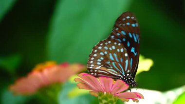 Bahçe bahçesinde Tayland kelebeği yaz çiçeği ve kelebek çiçeği kelebeği