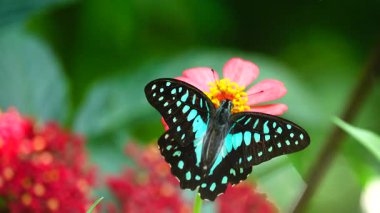 Bahçe bahçesinde Tayland kelebeği yaz çiçeği ve kelebek çiçeği kelebeği