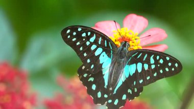 Bahçe bahçesinde Tayland kelebeği yaz çiçeği ve kelebek çiçeği kelebeği