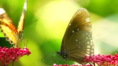 Bahçe bahçesinde Tayland kelebeği yaz çiçeği ve kelebek çiçeği kelebeği