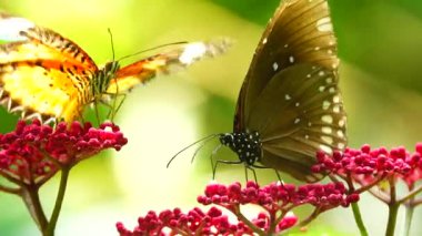 Bahçe bahçesinde Tayland kelebeği yaz çiçeği ve kelebek çiçeği kelebeği