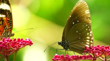 Bahçe bahçesinde Tayland kelebeği yaz çiçeği ve kelebek çiçeği kelebeği