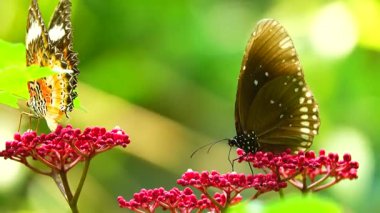 Bahçe bahçesinde Tayland kelebeği yaz çiçeği ve kelebek çiçeği kelebeği