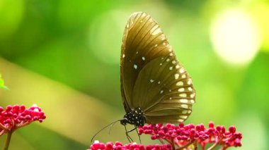 Bahçe bahçesinde Tayland kelebeği yaz çiçeği ve kelebek çiçeği kelebeği