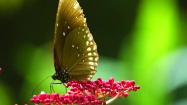 Bahçe bahçesinde Tayland kelebeği yaz çiçeği ve kelebek çiçeği kelebeği