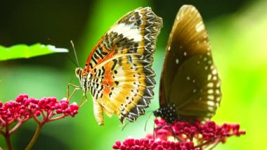 Bahçe bahçesinde Tayland kelebeği yaz çiçeği ve kelebek çiçeği kelebeği