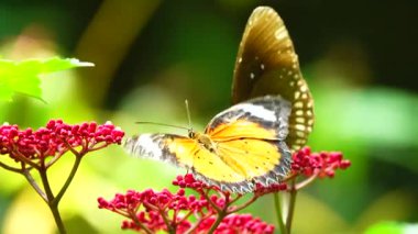 Bahçe bahçesinde Tayland kelebeği yaz çiçeği ve kelebek çiçeği kelebeği