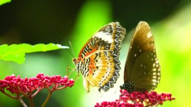 Bahçe bahçesinde Tayland kelebeği yaz çiçeği ve kelebek çiçeği kelebeği