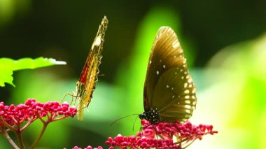 Bahçe bahçesinde Tayland kelebeği yaz çiçeği ve kelebek çiçeği kelebeği