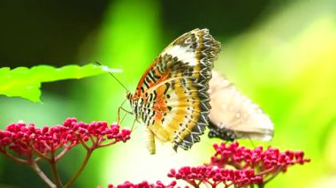 Bahçe bahçesinde Tayland kelebeği yaz çiçeği ve kelebek çiçeği kelebeği