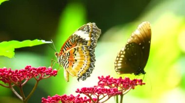 Bahçe bahçesinde Tayland kelebeği yaz çiçeği ve kelebek çiçeği kelebeği