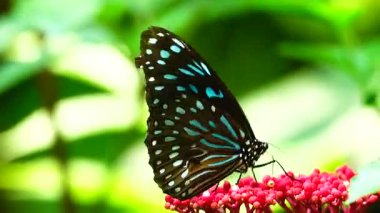 Bahçe bahçesinde Tayland kelebeği yaz çiçeği ve kelebek çiçeği kelebeği