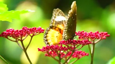 Bahçe bahçesinde Tayland kelebeği yaz çiçeği ve kelebek çiçeği kelebeği