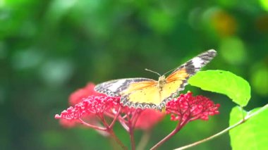 Bahçe bahçesinde Tayland kelebeği yaz çiçeği ve kelebek çiçeği kelebeği