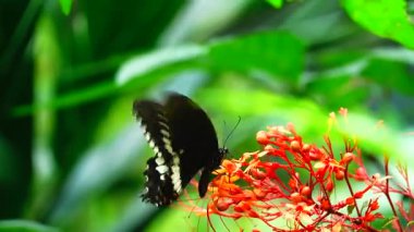 Bahçe bahçesinde Tayland kelebeği yaz çiçeği ve kelebek çiçeği kelebeği