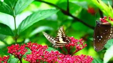 Bahçe bahçesinde Tayland kelebeği yaz çiçeği ve kelebek çiçeği kelebeği