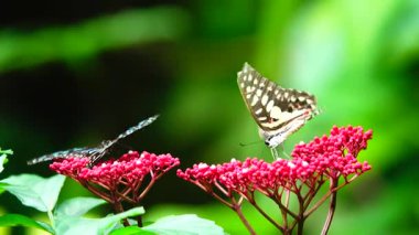 Bahçe bahçesinde Tayland kelebeği yaz çiçeği ve kelebek çiçeği kelebeği