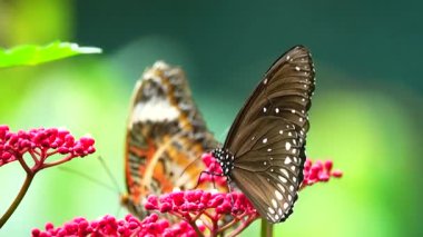 Bahçe bahçesinde Tayland kelebeği yaz çiçeği ve kelebek çiçeği kelebeği