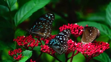 Bahçe bahçesinde Tayland kelebeği yaz çiçeği ve kelebek çiçeği kelebeği