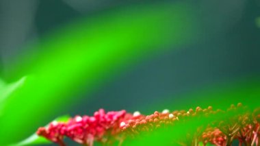 Bahçe bahçesinde Tayland kelebeği yaz çiçeği ve kelebek çiçeği kelebeği