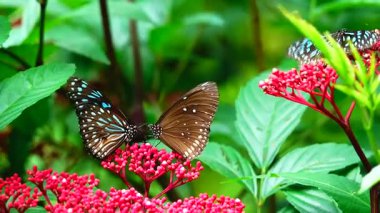 Bahçe bahçesinde Tayland kelebeği yaz çiçeği ve kelebek çiçeği kelebeği