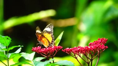 Bahçe bahçesinde Tayland kelebeği yaz çiçeği ve kelebek çiçeği kelebeği