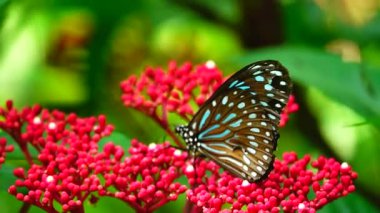 Bahçe bahçesinde Tayland kelebeği yaz çiçeği ve kelebek çiçeği kelebeği