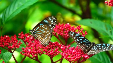 Bahçe bahçesinde Tayland kelebeği yaz çiçeği ve kelebek çiçeği kelebeği