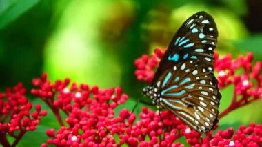 Bahçe bahçesinde Tayland kelebeği yaz çiçeği ve kelebek çiçeği kelebeği