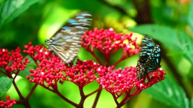 Bahçe bahçesinde Tayland kelebeği yaz çiçeği ve kelebek çiçeği kelebeği