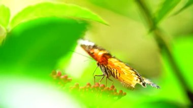 Bahçe bahçesinde Tayland kelebeği yaz çiçeği ve kelebek çiçeği kelebeği