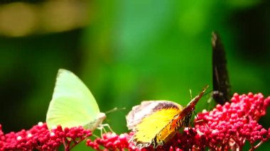 Bahçe bahçesinde Tayland kelebeği yaz çiçeği ve kelebek çiçeği kelebeği