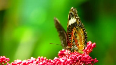 Bahçe bahçesinde Tayland kelebeği yaz çiçeği ve kelebek çiçeği kelebeği