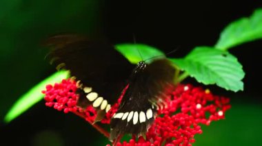 Bahçe bahçesinde Tayland kelebeği yaz çiçeği ve kelebek çiçeği kelebeği