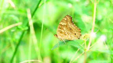 Bahçe bahçesinde Tayland kelebeği yaz çiçeği ve kelebek çiçeği kelebeği