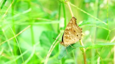 Bahçe bahçesinde Tayland kelebeği yaz çiçeği ve kelebek çiçeği kelebeği
